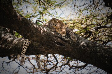 Leopard spread out and sleeping in a tree