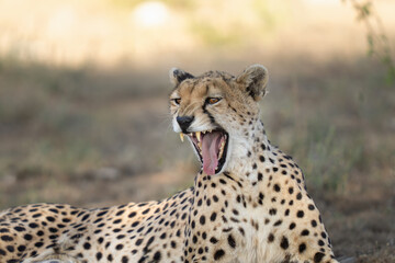 Fototapeta premium Profile of a yawning cheetah in the grass