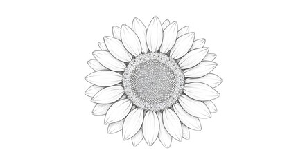Fototapeta premium Minimalist Black and White Sunflower Illustration