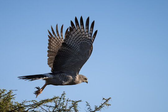 Eastern chanting goshawk just taking flight