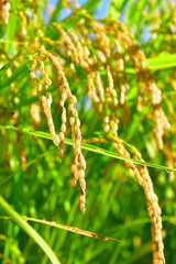 外の沢の棚田（新潟県）