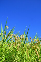 外の沢の棚田（新潟県）