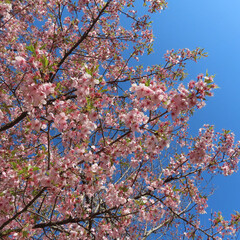日本で春にカワヅザクラがピンク色の花を咲かせています