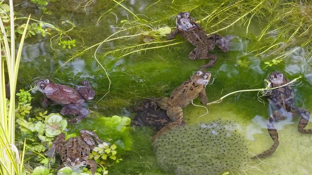 European common frogs (Rana temporaria) gather and push each other in a pond full of frogspawn. Steady shot.