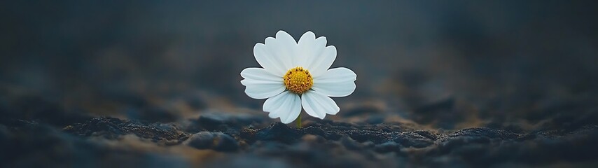 Single White Flower in Dark Soil