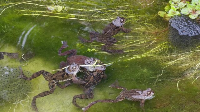 Several European common frogs (Rana temporaria) interact in a pond among fresh frogspawn. Steady shot.