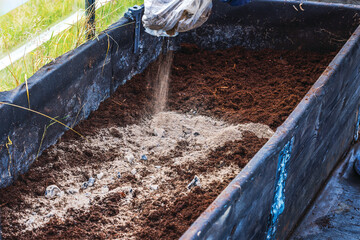 Person adding wood ash to planting bed soil inside greenhouse during spring preparation. Sweden.
