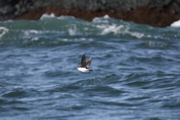 Fototapeta premium The spectacled guillemot or sooty guillemot (Cepphus carbo) is a seabird in the auk family. This photo was taken in Hokkaido, Japan.