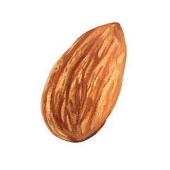 Illustration of a close up Almond isolated 
