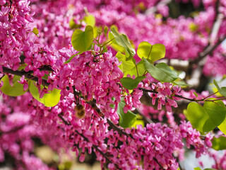 Pink Redbud Rising Sun flowers and old seed pod on a mature branch, close up. Cercis siliquastrum...