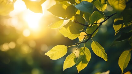 Vibrant Tree Branches and Leaves in Sunlight: A Natural Color Palette