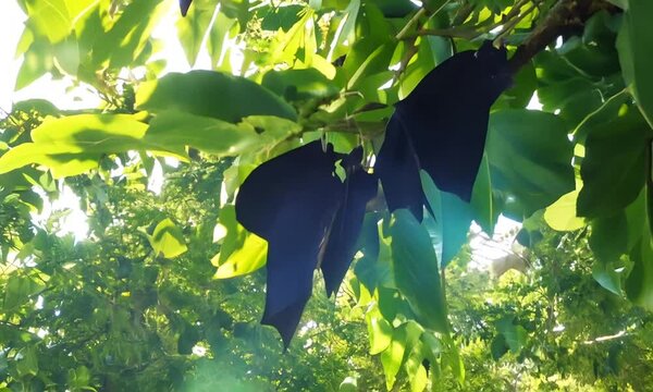 Beautiful green trees with bats. Action. Black bats sleep in trees on sunny summer day. Tropical bats on green trees on sunny day