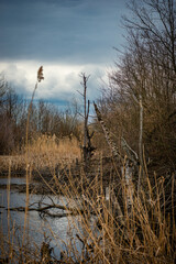 Obraz premium Landscape photography on the swamp with beautiful clouds in the sky,industry zone and swamp .Water near the forest , beautiful lands