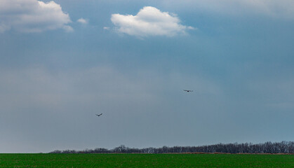Landscape photography in the field with forest near the forest ,beautiful landscape photoshoot with clouds and trees