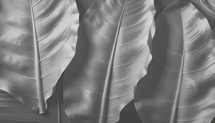 Textured Black And White Tropical Leaves With Overlayed Lines