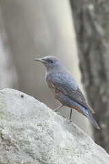 blue rock thrush