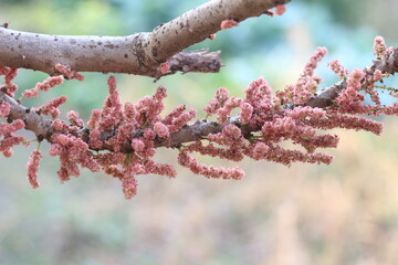Beautiful star gooseberry flowers in the garden