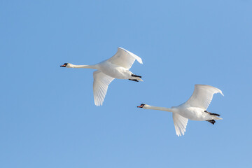 A pair of large and elegant white bird flying, mute swan, Cygnus olor in flight, wings spread