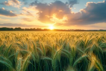 Barley fields flourish under a vibrant sunset in Ireland, with golden hues illuminating the landscape. The peaceful scene reflects the serenity of rural life Generative AI