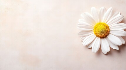 Obraz premium Daisy flower lies on a textured surface with soft lighting and visible petals, stamens, and minimalist arrangement.