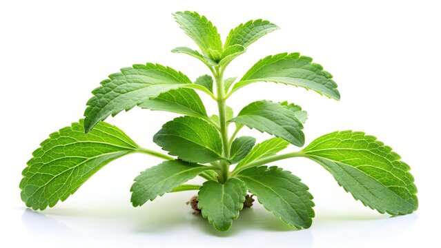 Aerial View Stevia Plant, Drone Photography, Stevia Rebaudiana, Sweetener Crop, Herb Cultivation, Agricultural Drone Imagery, High-Resolution Photo