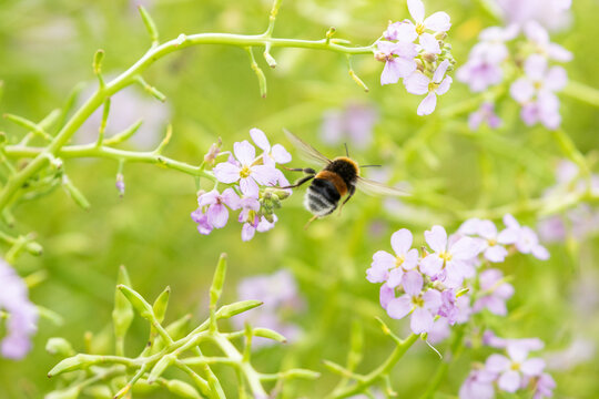 A bumblebee flying among the flowers of a Cakile maritima, the European searocket blooming in light purple flowers during summer in Estonian nature