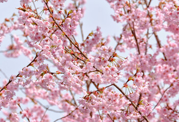  春をつげる綺麗な初御代桜