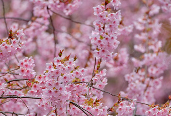  春をつげる綺麗な初御代桜