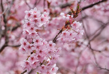  春をつげる綺麗な初御代桜
