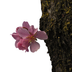 Closeup of cherry blossom on tree with transparent background