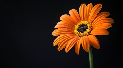 Orange daisy on black background.
