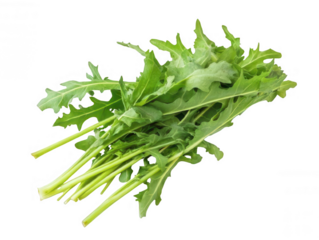 Fresh Dandelion Greens with Bitter and Nutritious Leaves Transparent Background
