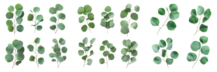 Green eucalyptus leaves isolated on transparent background. PNG, Set of