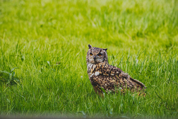great horned owl