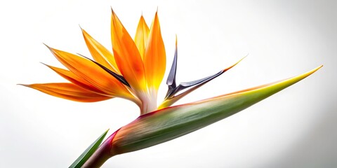 Sunny Strelitzia Reginae Bird of Paradise Flower Minimalist Photography