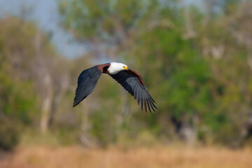 Flying African fish eagle (Icthyophaga vocifer) or the African sea eagle is a large species of eagle found throughout sub-Saharan Africa