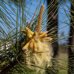 A plume of pollen grains descend from the pollen cones of a Loblolly Pine tree.