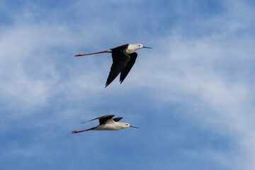Flying black-winged stilt (Himantopus himantopus), Striking large black-and-white wader with a thin, straight bill and bright pink legs, found in wetlands with open shallow water.