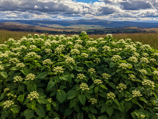 Naklejka premium Photo Green Bush of Flowers with Field and Mountain View Under Cloudy Sky