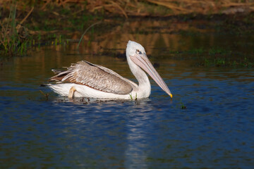 Pink-backed pelican, Pelecanus rufescens, Small by pelican standards, though still a very large bird! Adult is mostly pale gray with a pinkish bill and (in breeding plumage) a gray crest