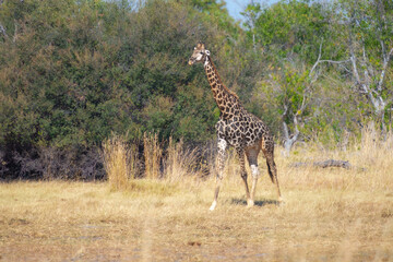 The giraffe is an African artiodactyl mammal, the tallest living terrestrial animal and the largest...