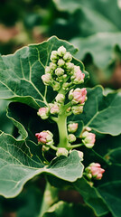 Photo of a Green Plant with Pink Buds and Green Leaves Against a Blurred Background