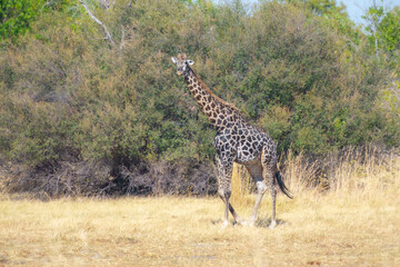 Obraz premium The giraffe is an African artiodactyl mammal, the tallest living terrestrial animal and the largest ruminant. Botswana, Moremi reserve