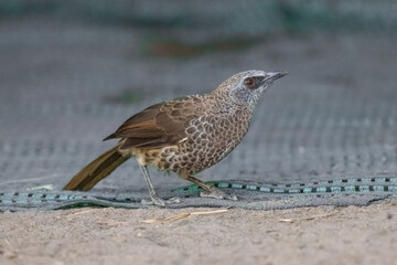 Hartlaub's Babbler, Turdoides hartlaubii or the Angola babbler, is a species of bird in the family Leiothrichidae, which is native to south central Africa.