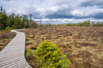 Harz National Park, nature reserve in the Germany, Park has suffered from bark beetle outbreaks as well as acid rain and other environmental problems. Disaster in nature.