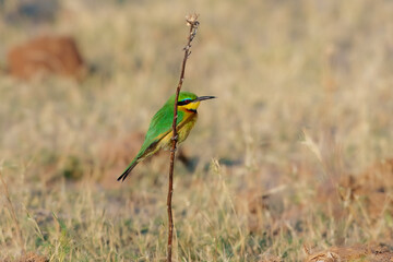 Little Bee-eater Merops pusillus, A small, mostly grass-green bee-eater with a canary-yellow throat separated from buff underparts by a black line across the throat.