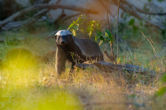 Portrait, close up of Honey Badger or Ratel [Mellivora capensis] in Okavango delta, Botswana.