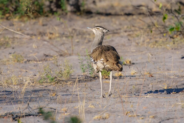 The kori bustard (Ardeotis kori) is the largest flying bird native to Africa. It is a member of the bustard family, which all belong to the order Otidiformes.
Ardeotis kori z webu en.wikipedia.org