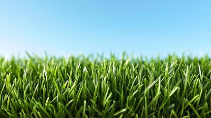 Obraz premium Vast Green Wheat Field / 広大な緑の麦畑
