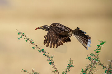 Flying African grey hornbill (Lophoceros nasutus) is a member of the hornbill family of mainly tropical near-passerine birds found in the Old World.